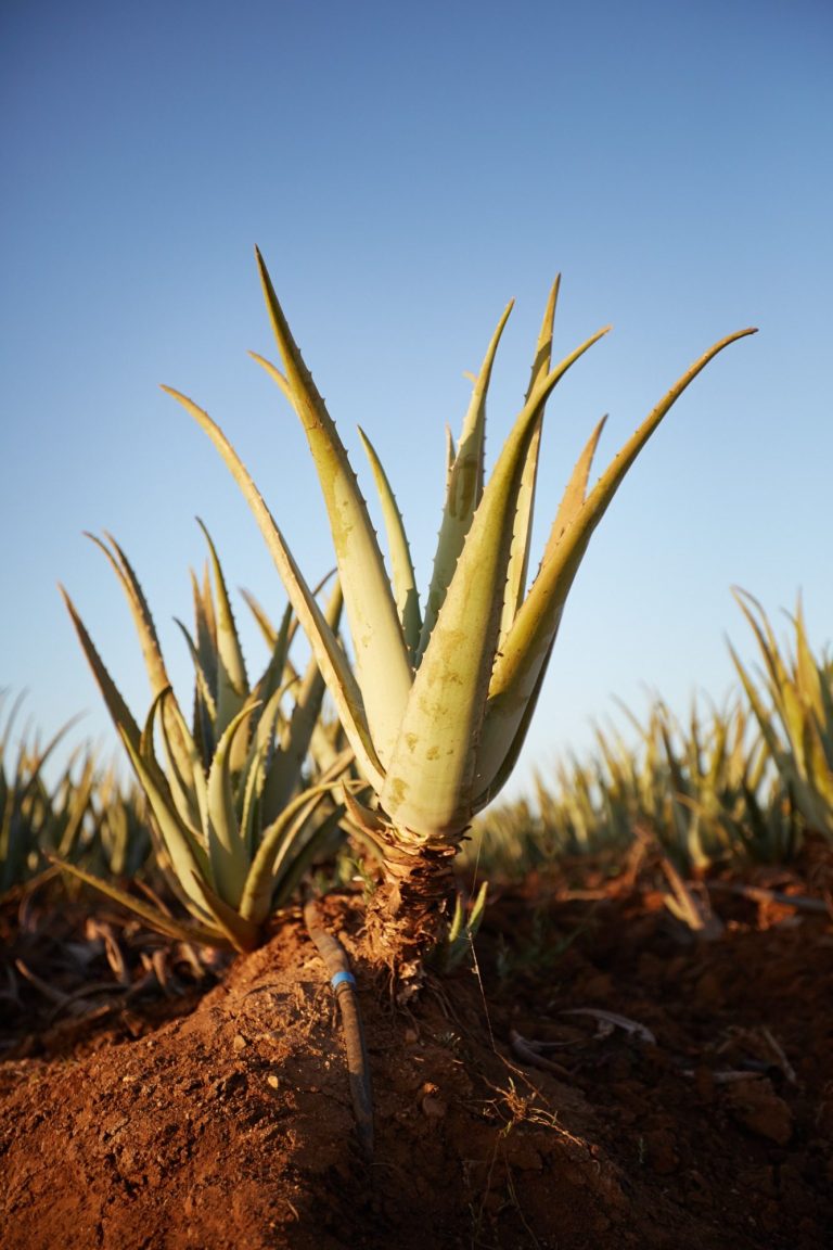Aloe Barbadensis Miller plant Aloe Barbadensis Miller plant
